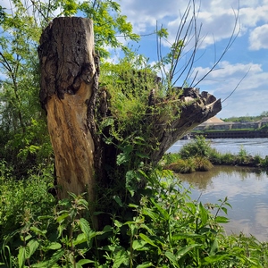 Arbre mort au bord du canal - Belgique  - collection de photos clin d'oeil, catégorie plantes